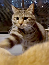 「何してるの！」 思わず、肉太郎くんにパンチを繰り出すムギちゃんパソコンの動画を真剣に見つめる（左から）ムギちゃん、肉太郎くん（画像提供：肉太郎さん）