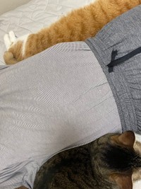 添い寝メンバー常連のチャイくん（上）と小豆ちゃん（下）に挟まれて眠るのが店長さんの日常（画像提供：猫整体 キュベレイさん）