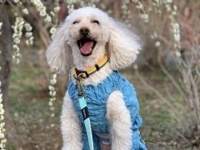 ケンカをやめて～♪　私のことが好きすぎてストーカーと化したトイプー「リオン」