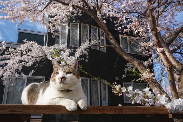 ケンジとお花見