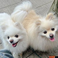 お出かけを楽しむ（左から）らんまるくん、ししまるくん（画像提供：ポメラニアン ししまる らんまるさん）
