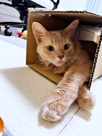 箱の中に入ってくつろぐ颯くん（画像提供：凪颯さん）