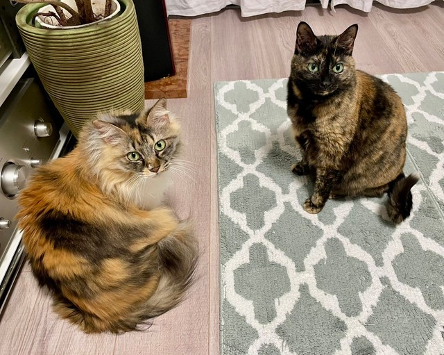 作戦会議中？ （左から）つくしちゃんとりりちゃん（画像提供：りりつくさん）