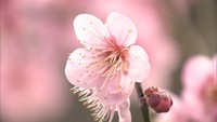 早くも“春の便り”　栗林公園で「梅の花」まもなく見頃　暖冬の影響？開花早まる　香川