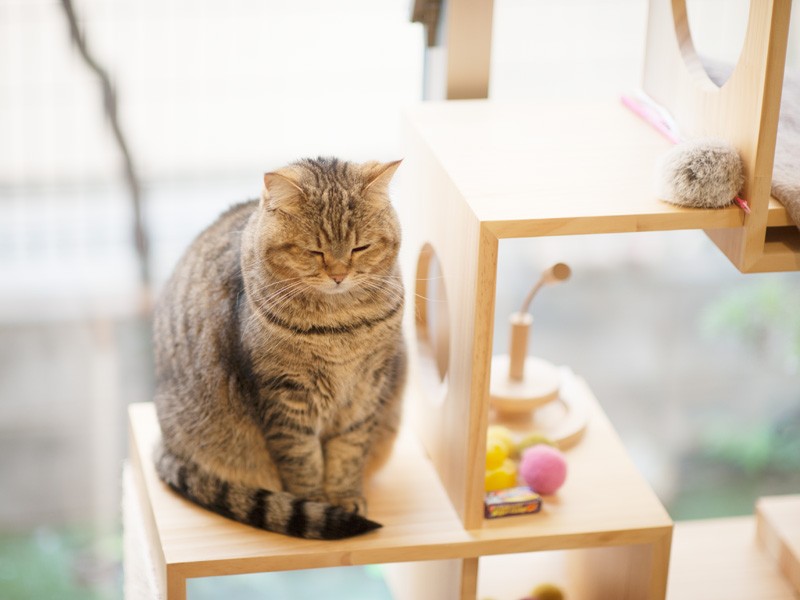 「お腹すいたわねって考えていても上品でしょ」（小林写函撮影）