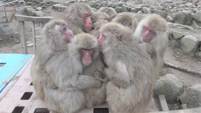体を寄せ合い寒さをしのぐ「サル団子」　香川・小豆島の冬の風物詩