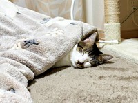 頭は外、体は中ーーこたつを満喫するポルくん（画像提供：ポルさん）