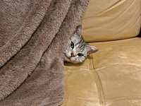 再び、行方不明！？ 名前を呼ぶと、顔をのぞかせたあんこくん（画像提供：あんこともなか 充電ねこさん）