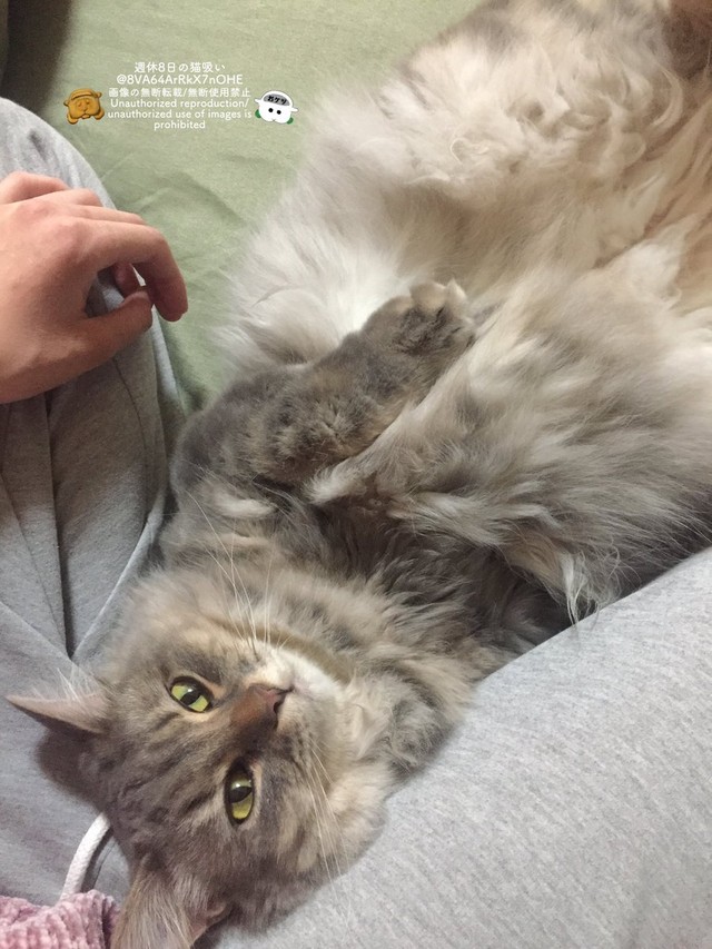 家に迎えて2日目。すっかりリラックスしている＝週休8日の猫吸いさん（@8VA64ArRkX7nOHE）提供