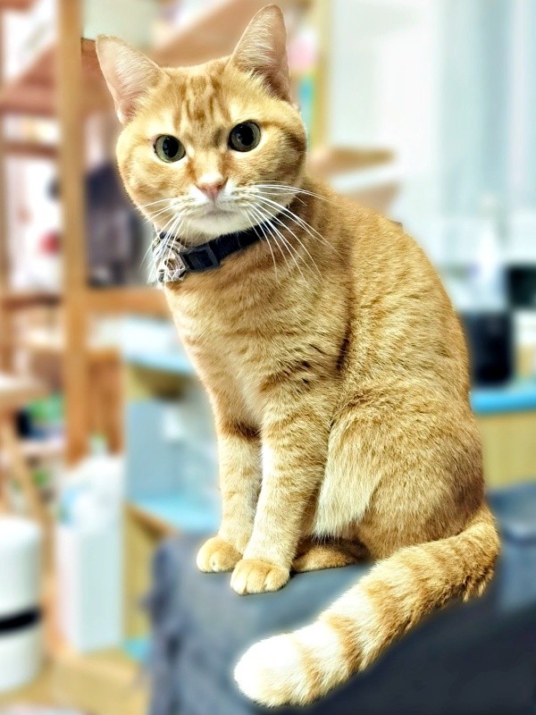 3歳を迎えたこなちゃん。じっと見つめる姿がキュート（画像提供：ユンコロさん）