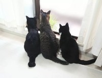 後から来たひじきくん（中央）、うにちゃん（左）とニャルソック=uni_hiji_konaさん提供