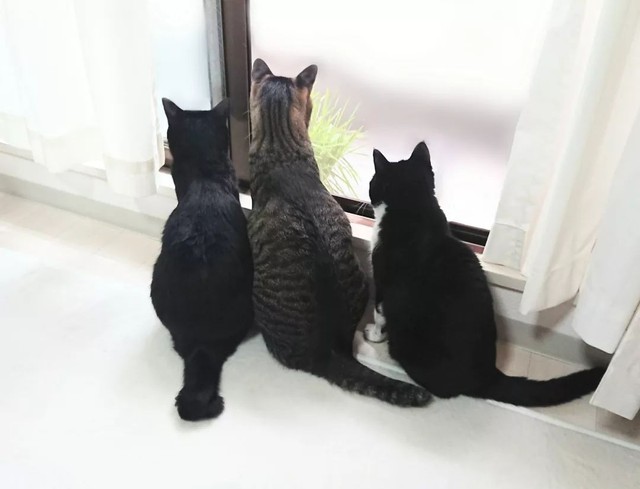 後から来たひじきくん（中央）、うにちゃん（左）とニャルソック=uni_hiji_konaさん提供