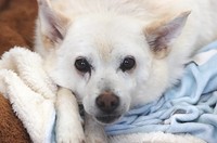 6年もの月日を保護団体施設で過ごしたワンコ・おさむ