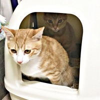 クウちゃんにトイレの出口を塞がれて出られなくなったカイちゃん（画像提供：クウとカイさん）