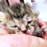 生後まもない会長。手のひらに収まってすやすや…（画像提供：猫、飼い始めましたさん）