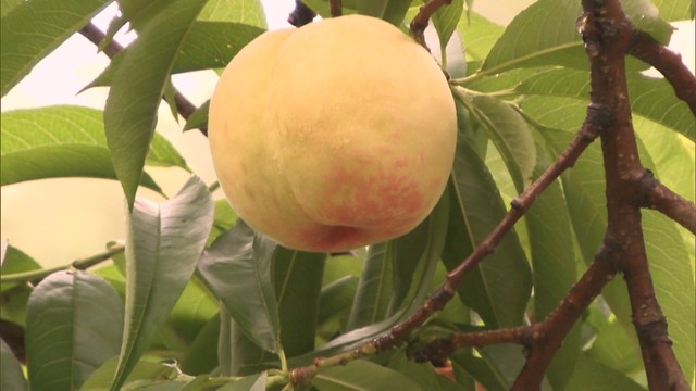 小ぶりでほんのり紅色　極早生品種の露地桃「はなよめ」の出荷始まる　岡山・倉敷市