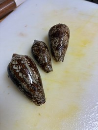 こちらが猛毒の貝・タガヤサンミナシ（よしのんさん提供）