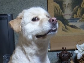 山中で保護された野犬　お座りも覚え、一家のアイドルに