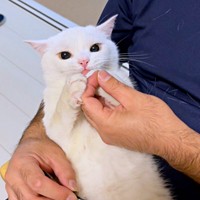 パパに抱っこされながら指チュパするしらたまくん（画像提供：月としらたまさん）