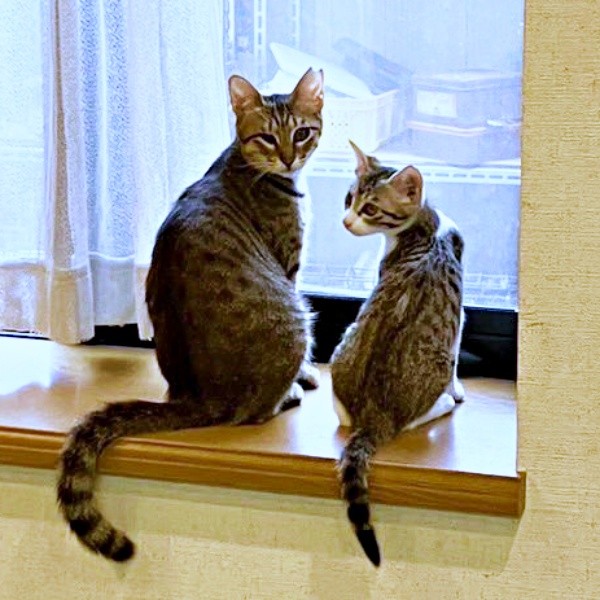 保護主さん宅で過ごしていたころのあんずちゃん（左）（画像提供：アシメEYEあんずさん）