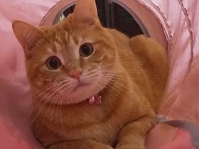 目やにと鼻水で顔がカピカピだった元野良猫「ハナコ」　すっかり女の子らしく変化