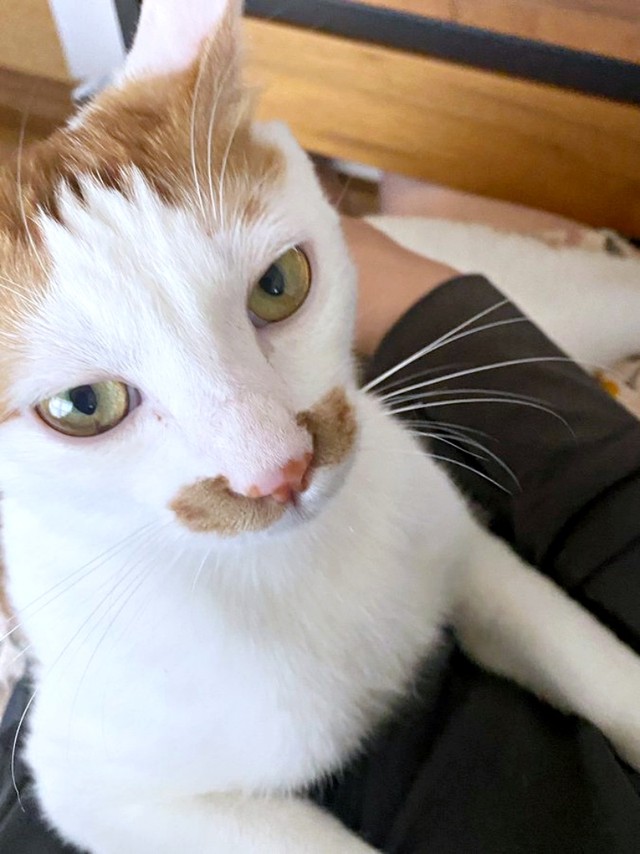飼い主さんの膝上に乗って甘えるポッケちゃん（画像提供：ポッケとニケさん）