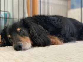 今日のおやつ何かな　17歳のミニチュアダックスフンド「ばなな」