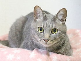 幸せをいっぱい運んできてくれた猫　雑種の「つとる」