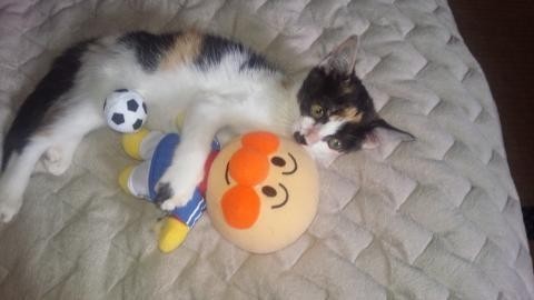 家にきたころの「なあ」