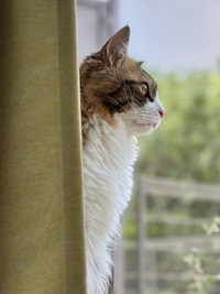 ニャルソックするけだまちゃん。横顔が素敵すぎる（画像提供：けだまちゃんさん）