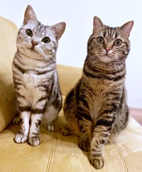 「おやつまだ？」そろってアピールする（左から）あんこくん、弟猫のもなかくん（画像提供：あんこともなか 充電ねこさん）