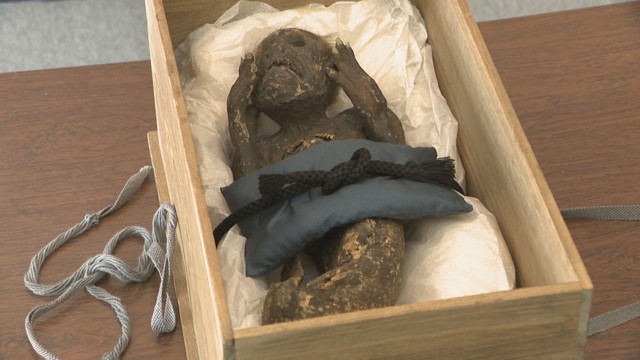 寺に「人魚」のミイラ?!　倉敷芸術科学大学を中心とした研究チームが調査に　岡山