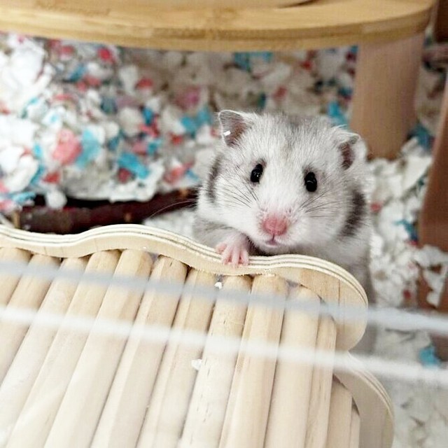 寝起きもキュートなまろちゃん（画像提供：まろとsaeさん）