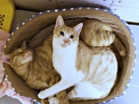 仲良しのふたり（左から）同居猫・ツナくん、キナコくん（画像提供：mmmさん）