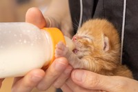 くるみさんが保護した子猫。まだ目が開いていません