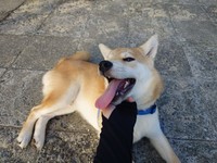 犬は信頼した人を絶対に裏切らない。人間も犬の信頼に応えたいですね（画像提供：柴犬ウィッシュ&柴犬ホップさん）