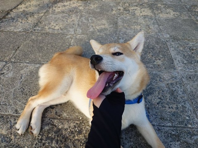 犬は信頼した人を絶対に裏切らない。人間も犬の信頼に応えたいですね（画像提供：柴犬ウィッシュ&柴犬ホップさん）