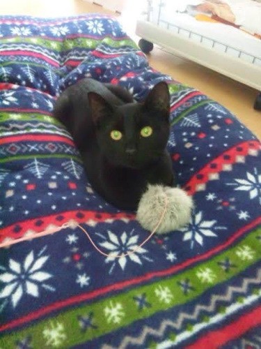 家にきたころの「るな」