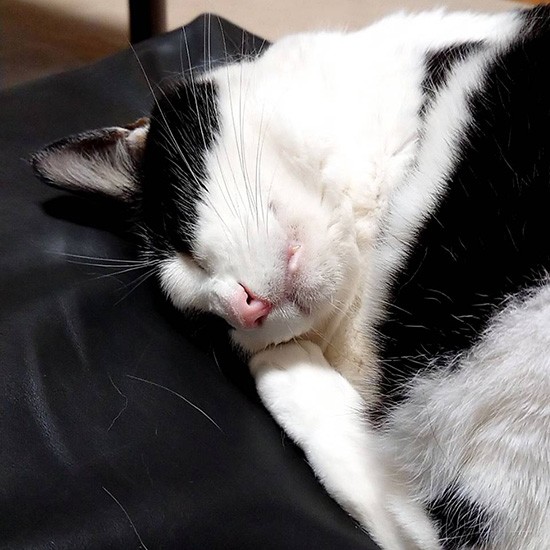 「邪魔されずにゆっくり寝たり」（横野さん提供）