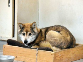 農業高の犬「リン」、アイドル歴１５年　卒業式にも参加