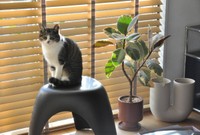 日向ぼっこして気持ち良さそうなルナちゃん（画像提供：yuさん）