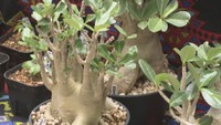 変わった形をした植物「ビザールプランツ」の展示即売会　高松市