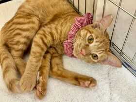 パナソニック保護犬猫譲渡会　特定非営利活動法人C.O.Nから参加予定の猫たち（６）