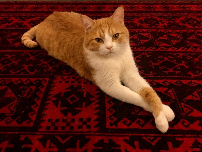 ごろりんは手の仕草がとってもチャーミング