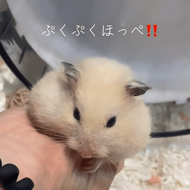 ごはんを詰め込んだぷくぷくほっぺ（提供：@kitsukiko432さん）