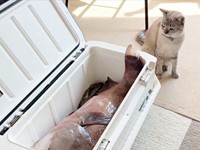 フタを開くと、中を見つめるくうちゃん（画像提供：無重力猫ミルコのお家さん）