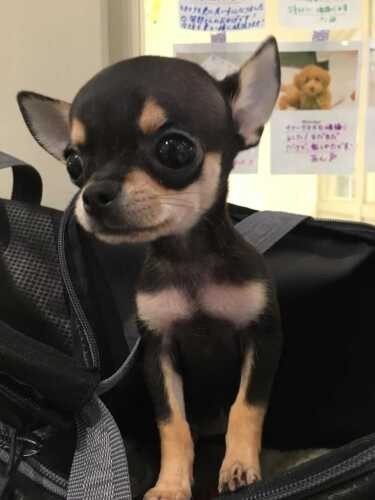 家にきたころの「ノアール」