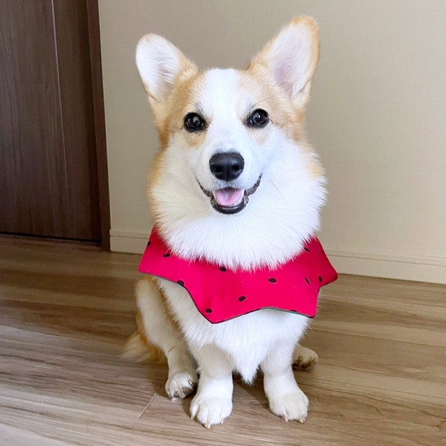にっこり笑顔を浮かべるぱんちゃん（画像提供：ぱん コーギーさん）