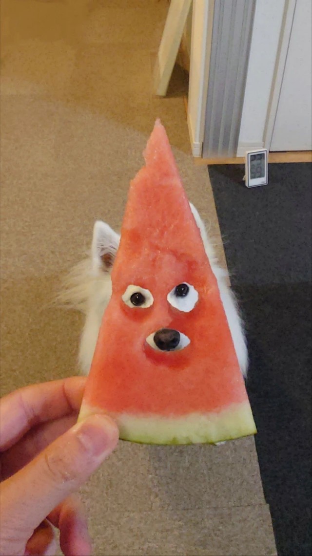 これが顔はめスイカの完成形！in2024（提供：くーさんママさん）