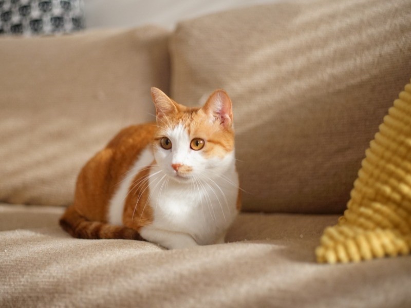 ずっと穏やかな日が続きますように